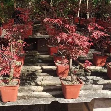 tanaman hias pohon Japanese red maple original bonsai ever palmatum asli