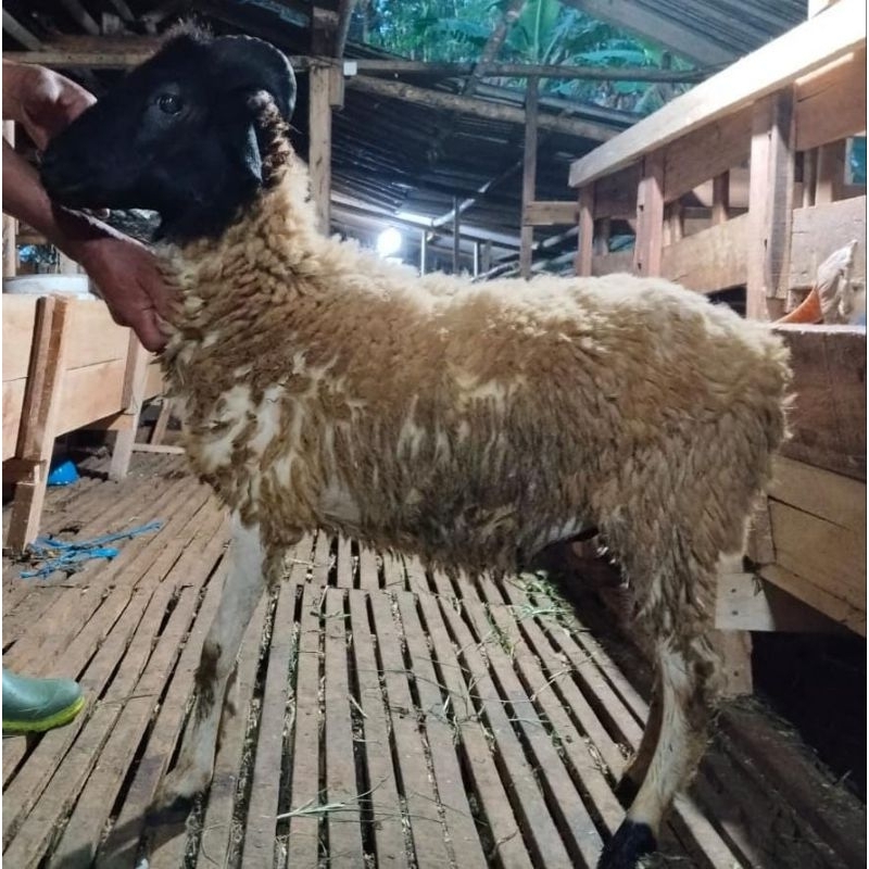 

Domba/kambing qurban 2025