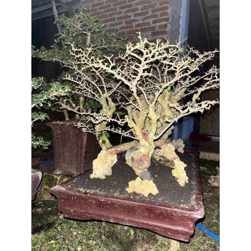 bonsai serut siap pajang