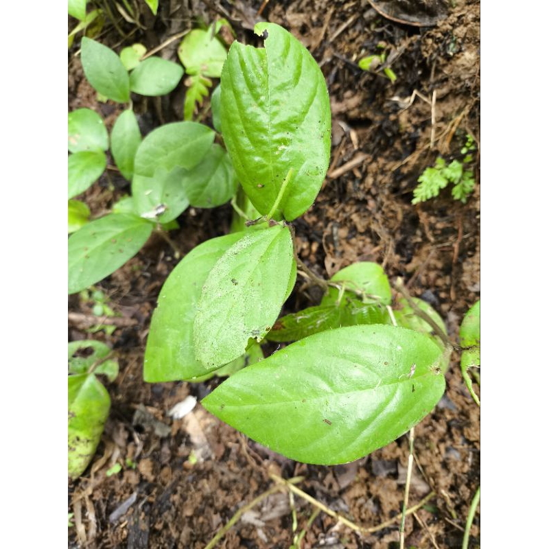 

Daun Singa Depa Segar Termurah
