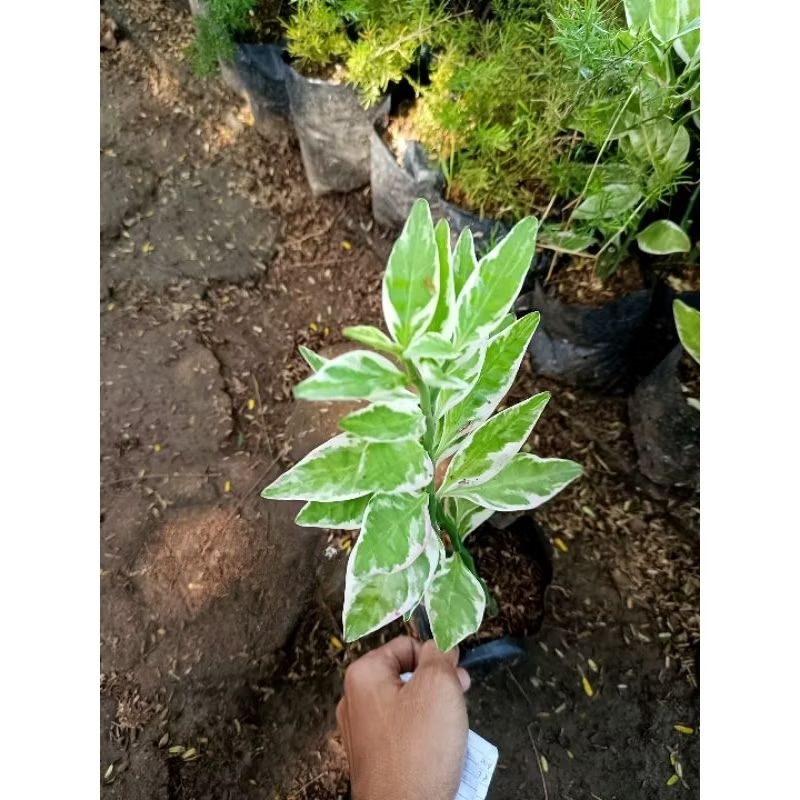 Tanaman hias zigzag plant varigata - pohon hias murah