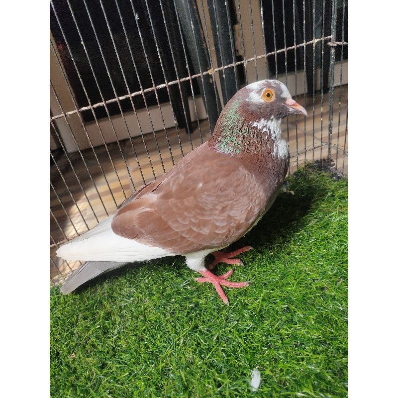 burung dara merpati satuan cowoan jantan laki bujangan bahan kolongan tinggian siap jodoh blantong k