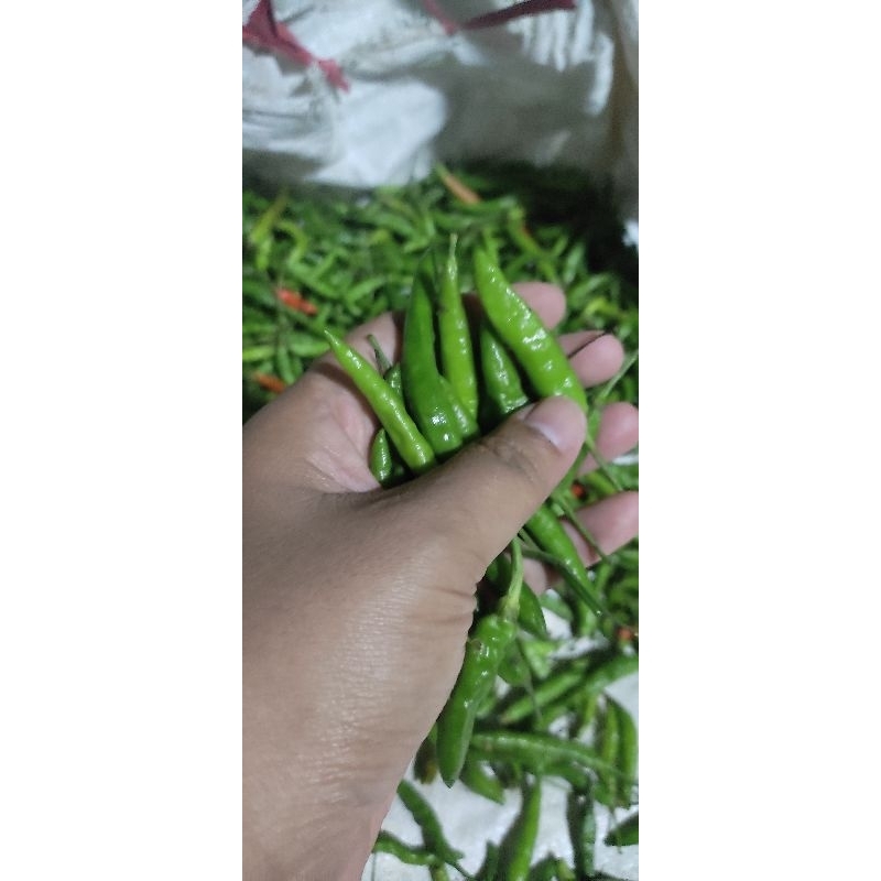 

cabe rawit hijau