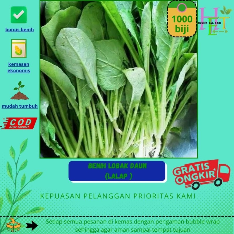 1000++ biji benih lobak daun / lobak sayur