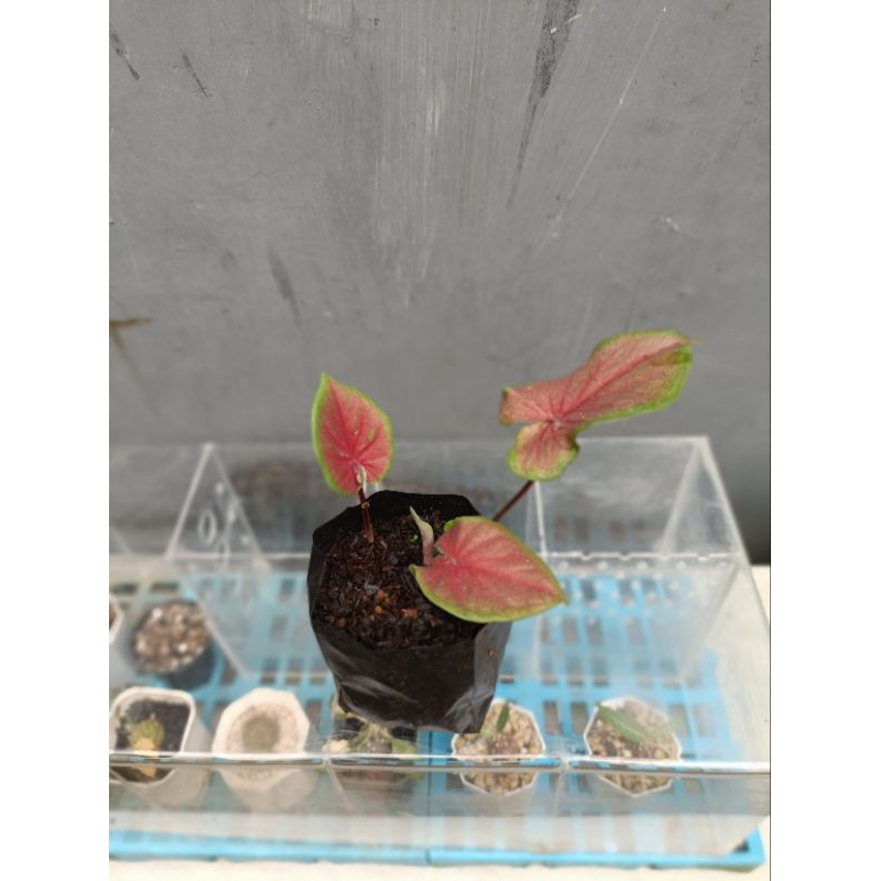 Keladi merah (Red Jaguar Caladium)