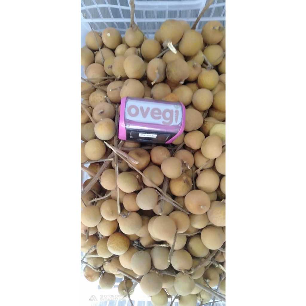 

LONGAN GOLD FROM THAILAND/LONGAN GOLD/KELENGKENG GOLD/KELENGKENG IMPORT