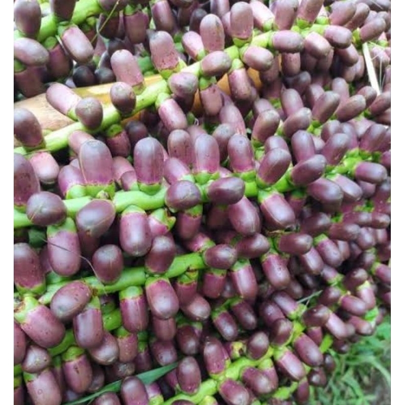 

Bunga aren buah aren langari aren segar 1 kg-az