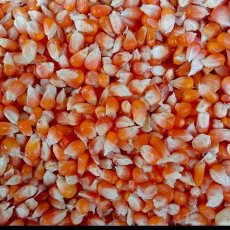 JAGUNG KRISTAL BERIS SUPER MANTAP PAKAN BURUNG DARA 1 KG