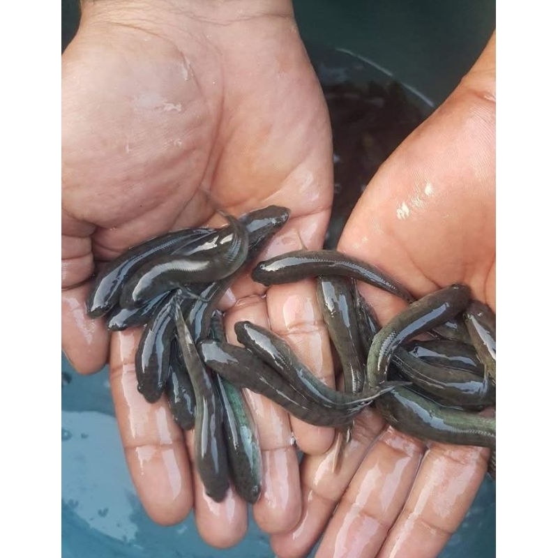 Ikan Gabus Sawah Konsumsi 5-9 Cm 50 Ekor