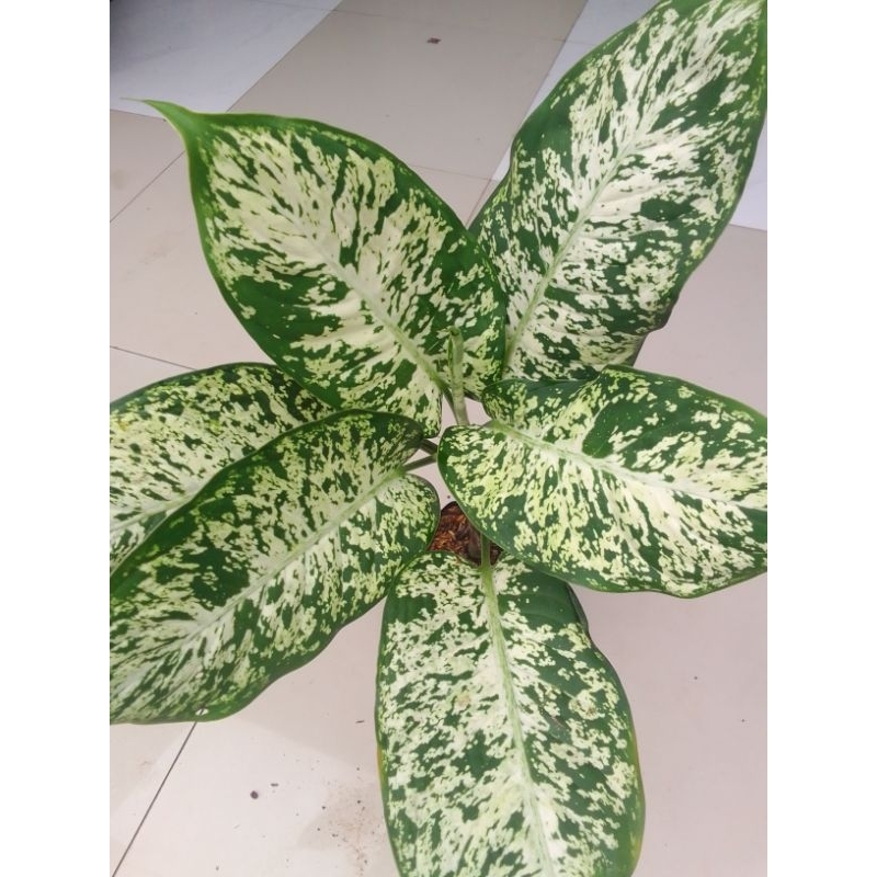Tanaman hias Blanceng AGLONEMA DIVEN SPARKLE LUKISAN CINTA BRAZILIAN
