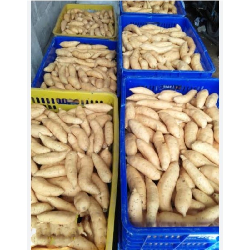 

ubi jalar madu/ubi rambat organik non pestisida hasil kebun sendiri, 1kg lebih