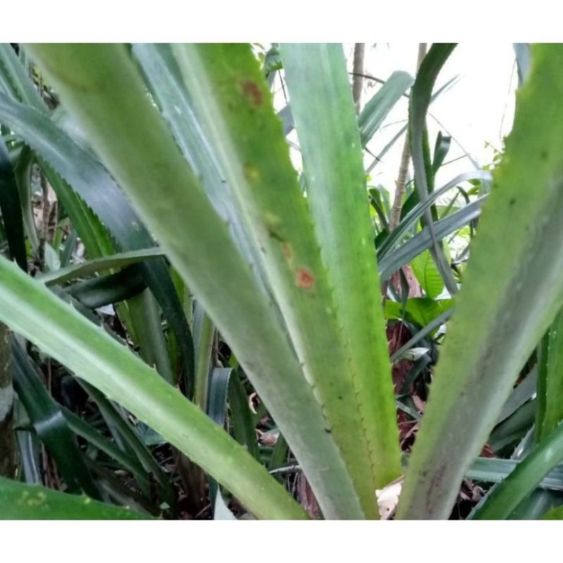 

Daun nanas merah hutan size 1kg