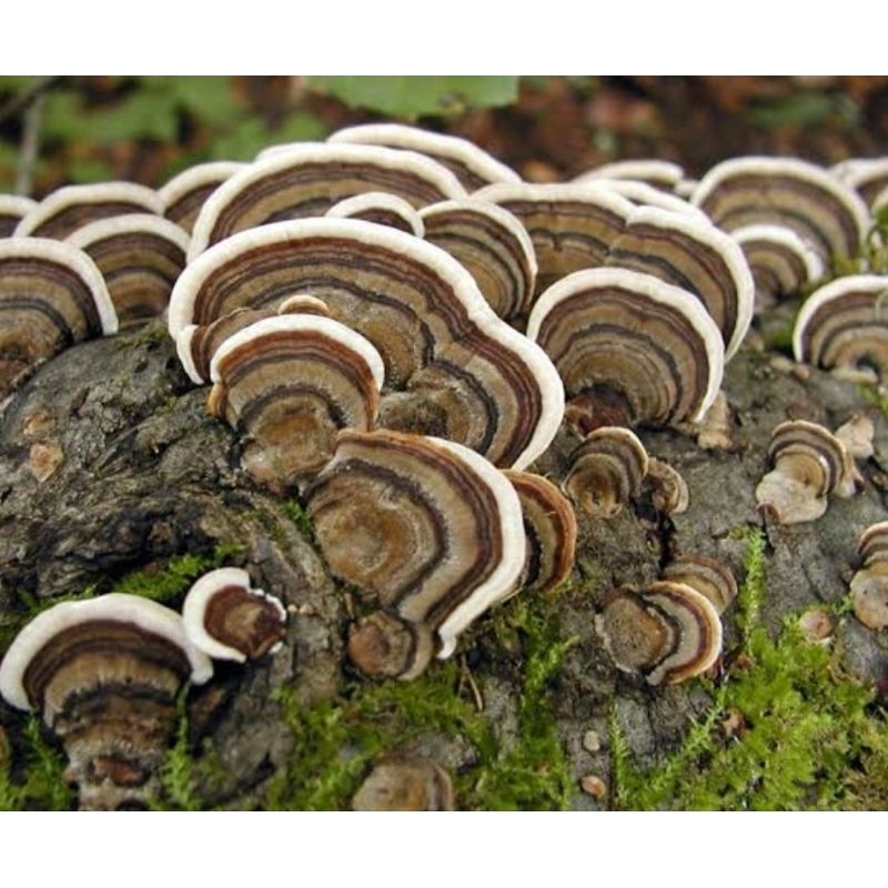

Jamur kayu Ganoderma segar 1 kg ORI