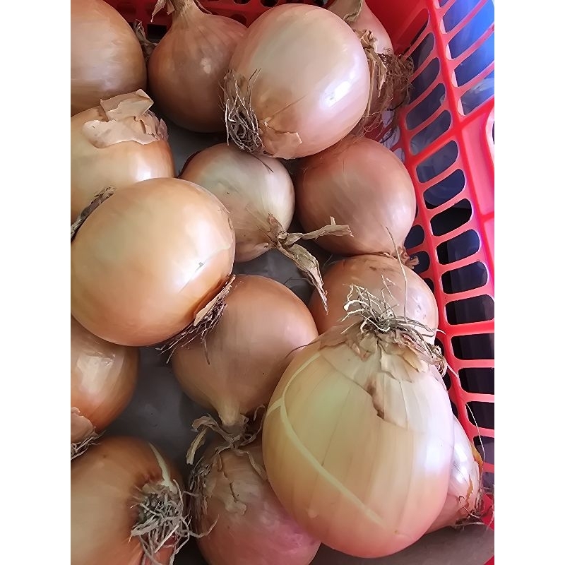 

Bawang Bombai