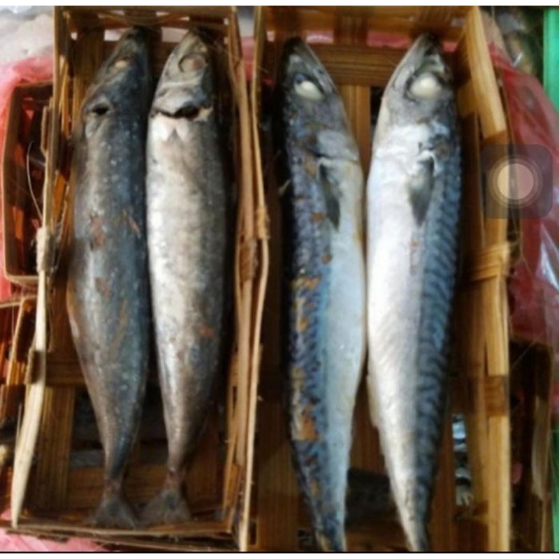 

ikan cue keranjang isi 2 ikan