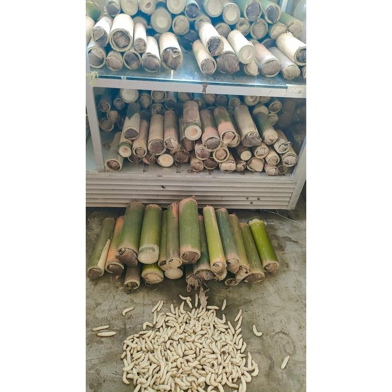 ulat bambu / ulat bumbung isi 25