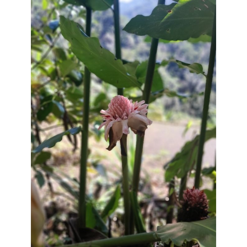 

bunga kecombrang mantap