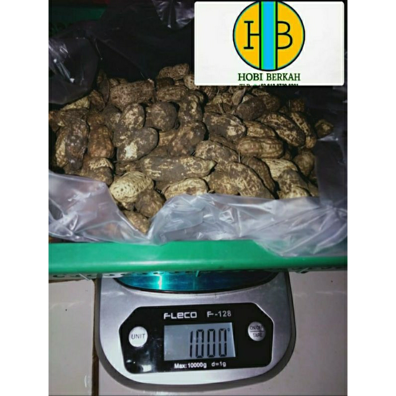 

kacang kulit / kacang tanah mentah fresh dan sudah di sortir