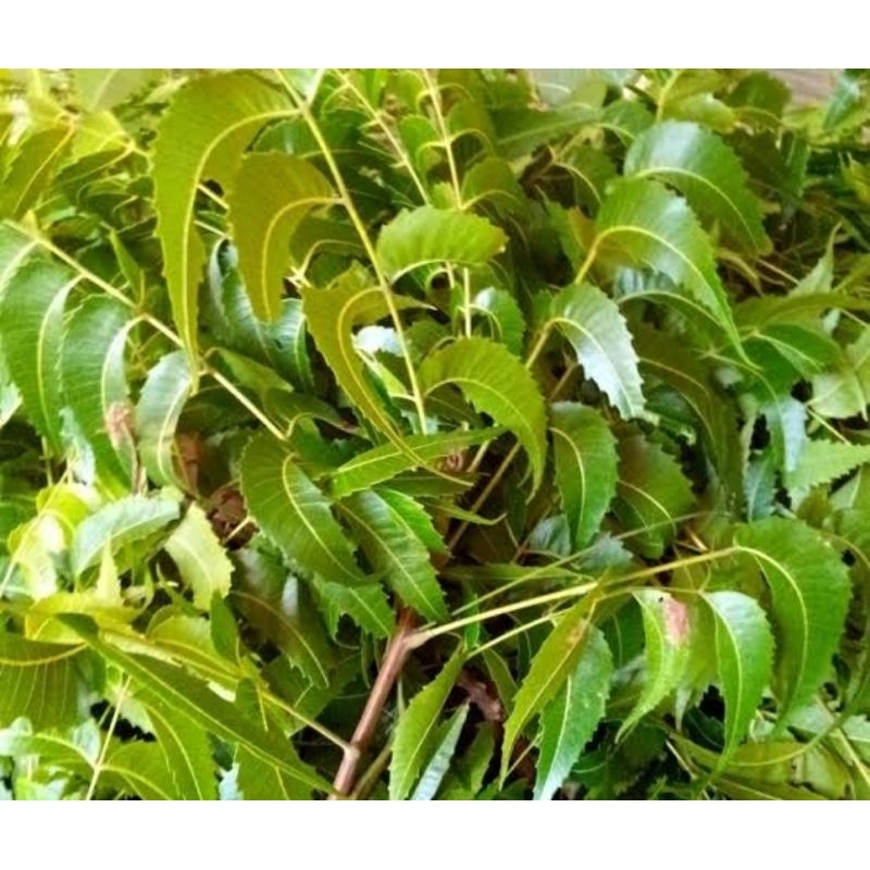 

Daun mimba asli organik berat 100gr rempah herbal organik