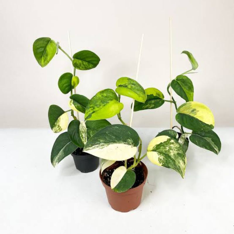 scindapsus jade satin