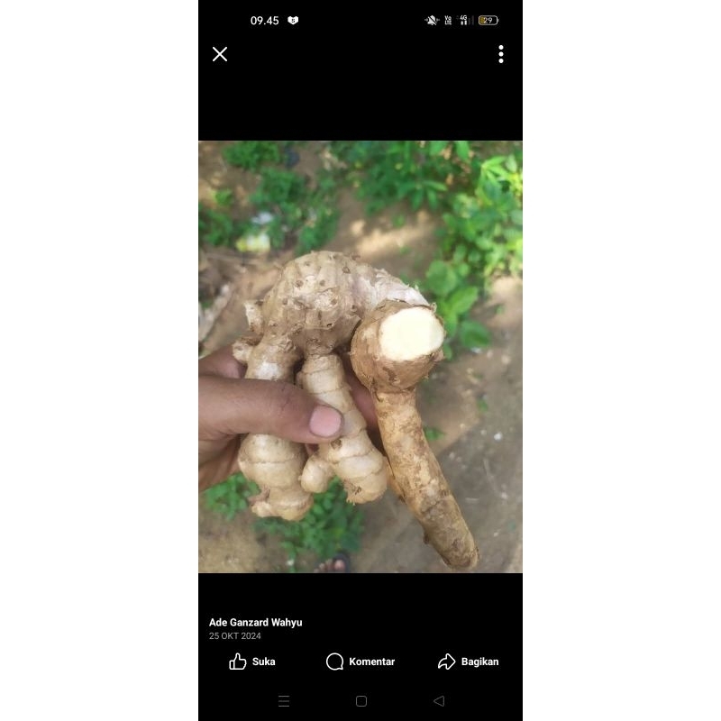 

kunyit putih segar/koneng bodas/1kg/kunyit herbal