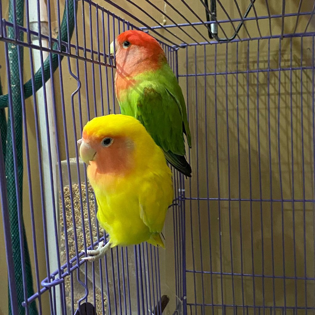 ParrotBoys - Burung Lovebird [ MEDIUM SETARA LONG FEATHER ] Indukan Nonklep / Holland / Roseicollis 