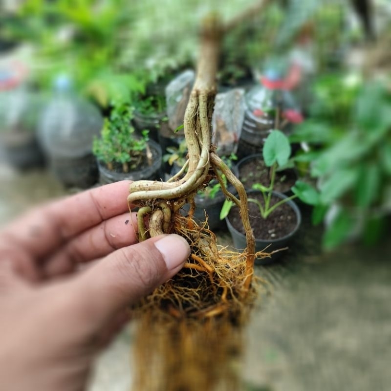 Bonsai Mini Neagari Bonsai Sancang Akar Terekspose | Bahan Bonsai Sancang Mame Exposed Roots Style B