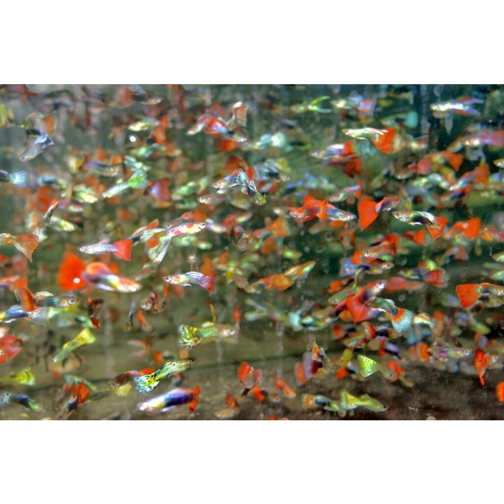 Paket Guppy Cendolan Hiasan Akuarium dan Akuascape dan Pakan ikan Predator