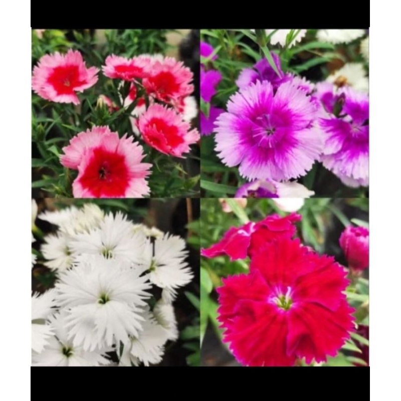 

Paket Edible Flower Dianthus/anyelir mix colors