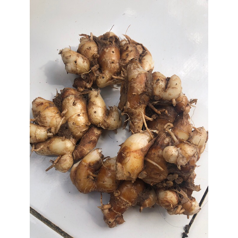 

kencur segar/seblak 1kg