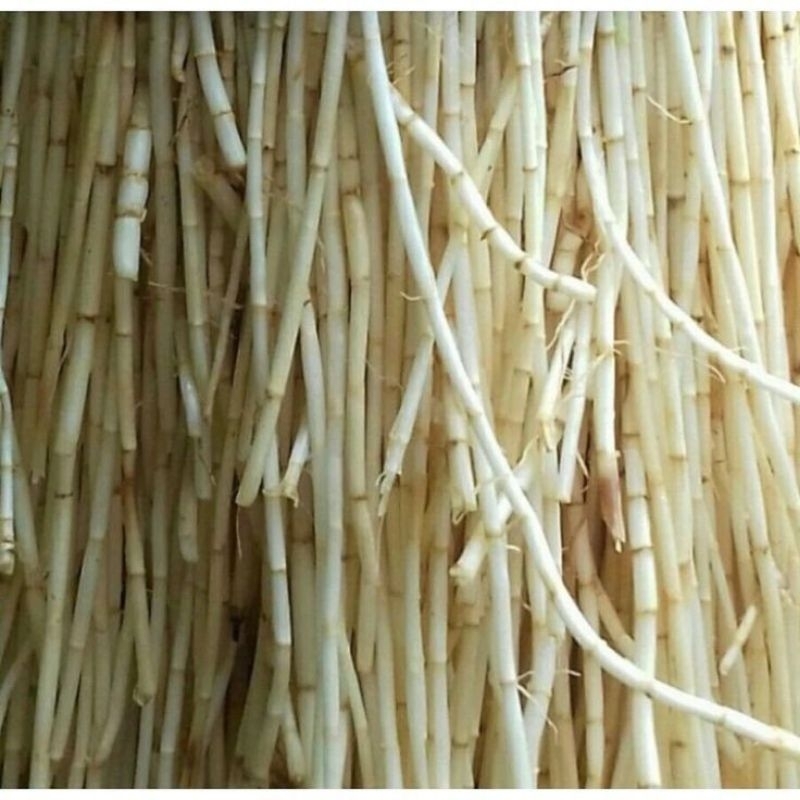 

Akar Alang Alang Segar Pres Di Ambil Langsung Bila Ada Orderan Masuk 500grm