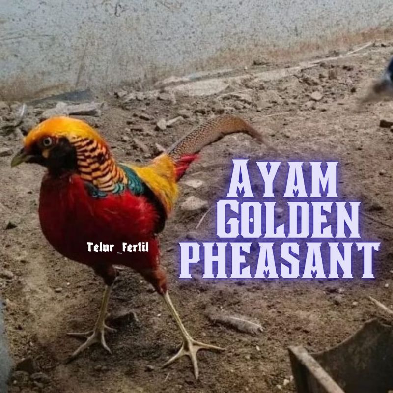

telur ayam hias golden pheasant asli bisa untuk di tetaskan