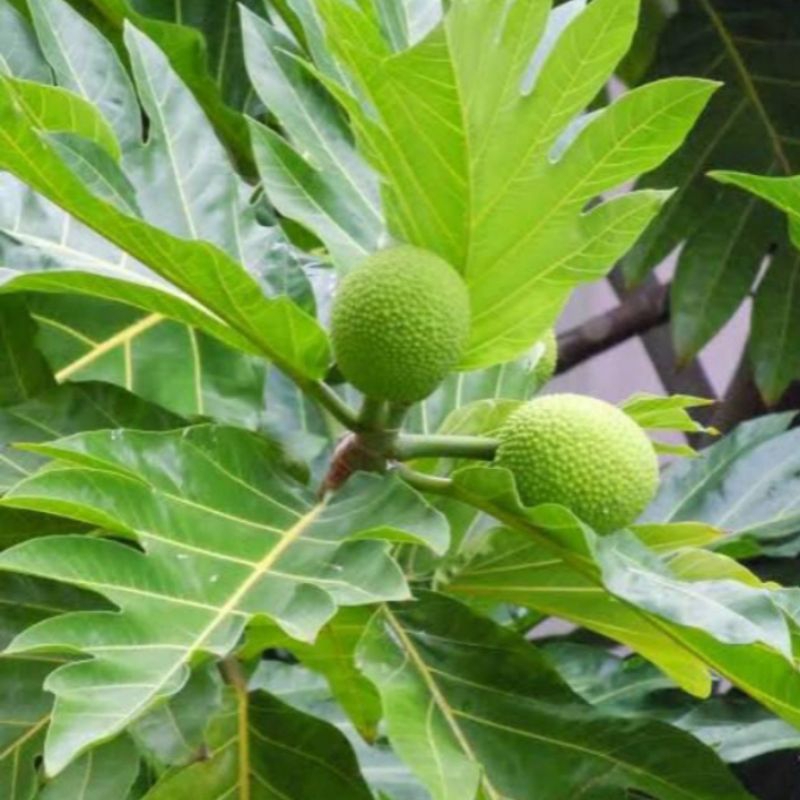 

DAUN SUKUN SEGAR 5 LEMBAR HERBAL ALAMI