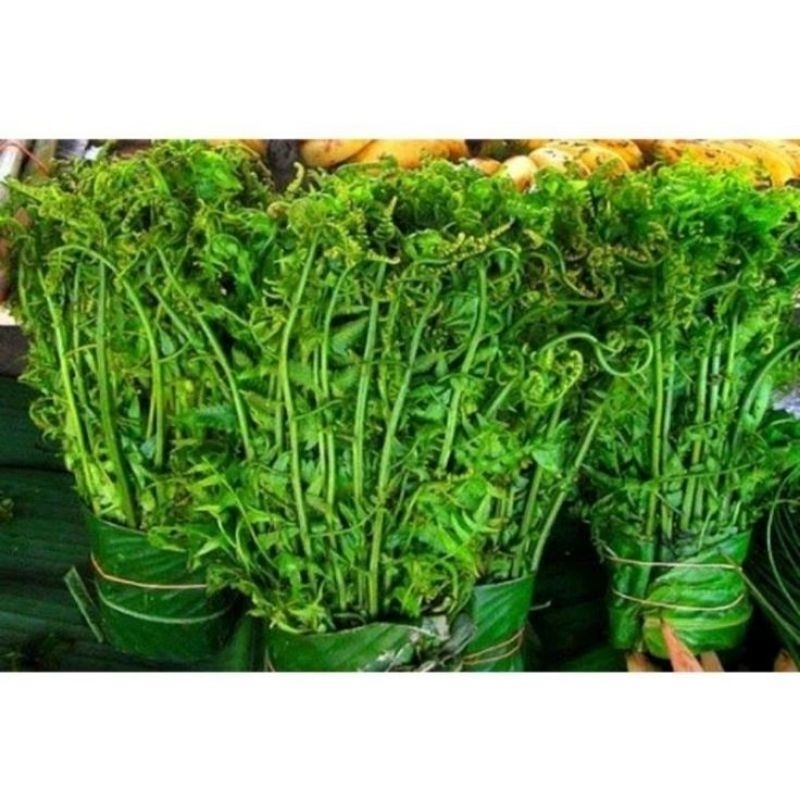 

Pakis Sayur Segar Di Ambil Langsung Bila Ada Orderan Masuk 1kg