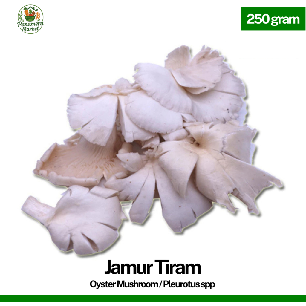 

Jamur Tiram Putih Segar