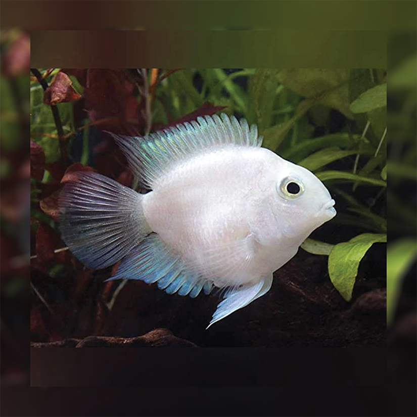 Ikan Hias Polar Platinum / Ikan Hias Air Tawar / American Cichlid