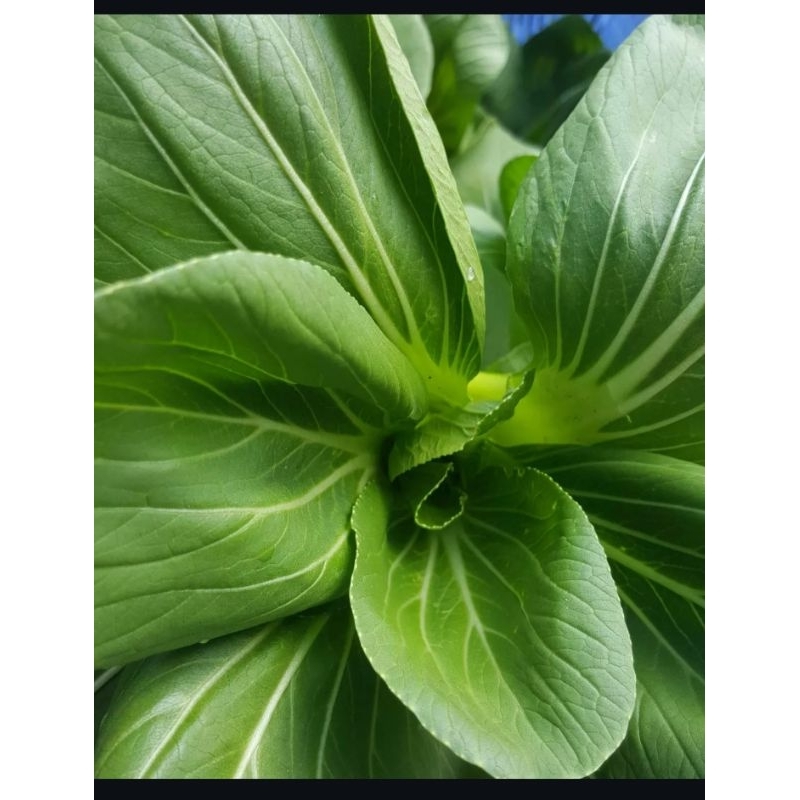 

pakcoy-sawi daging 500gr