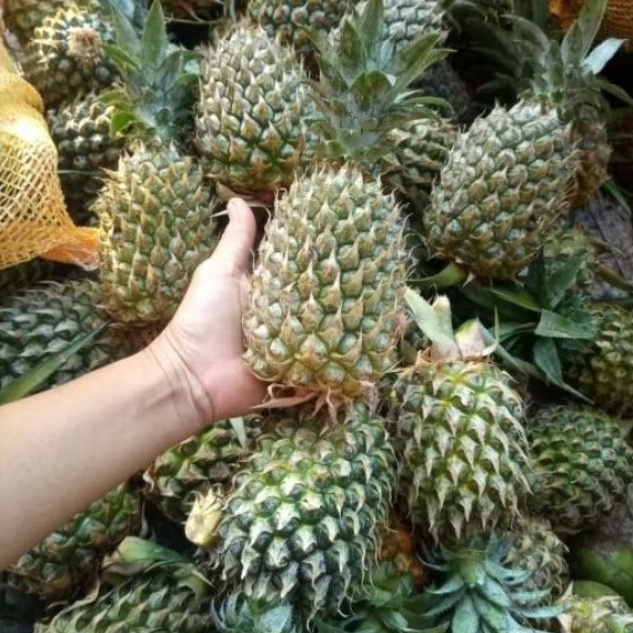 

buah nanas muda 1pcs