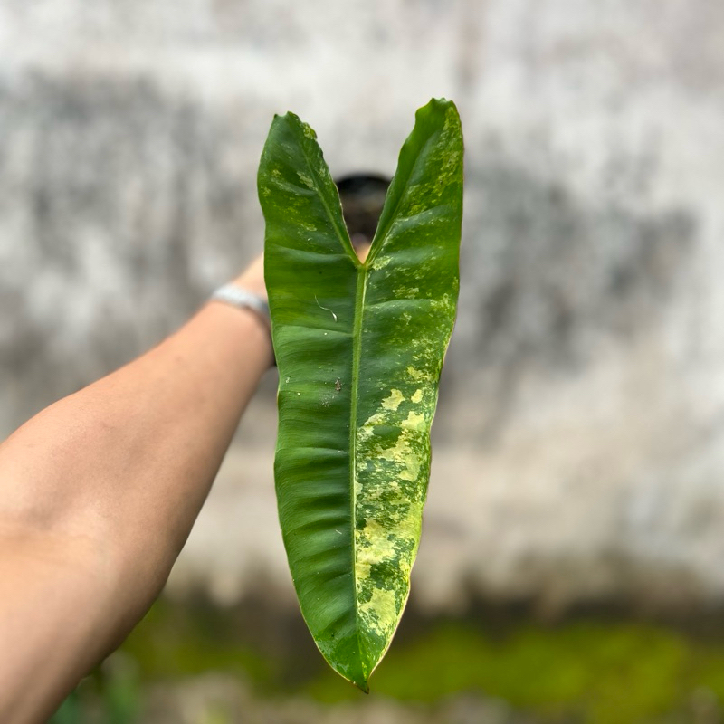 Philodendron Billietiae Variegata