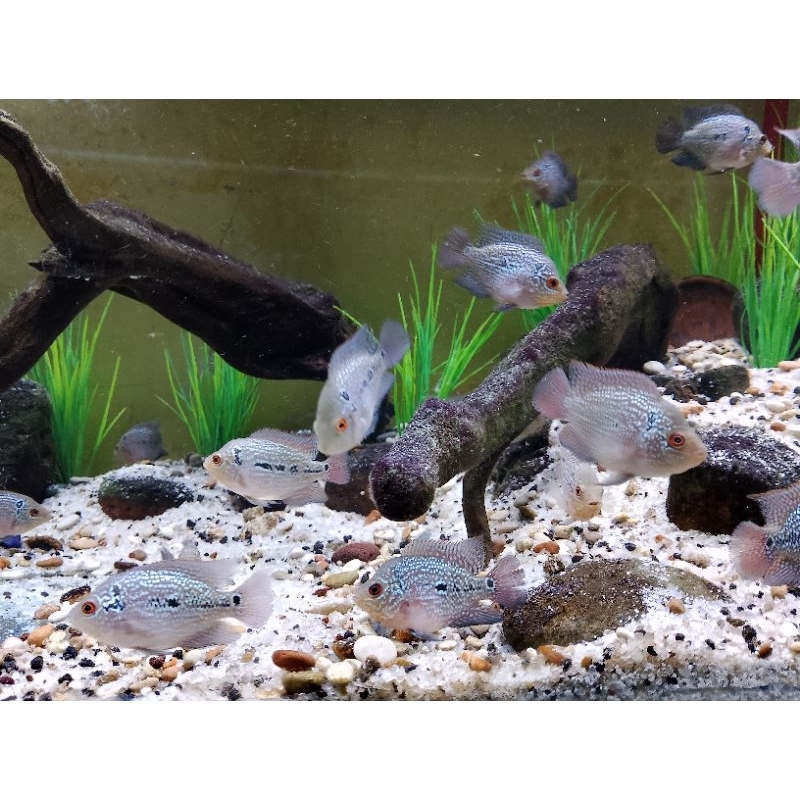 hiasan aquarium louhan hybrid Goldenbase cencu x super red dragon