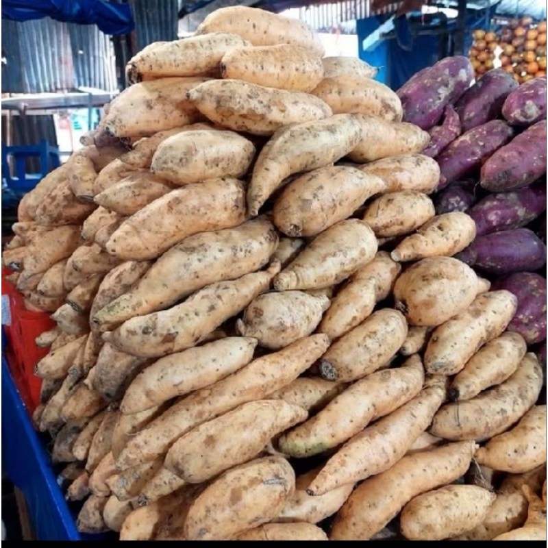 

UBI MADU ASLI CILEMBU ( anti boleng / lanas )