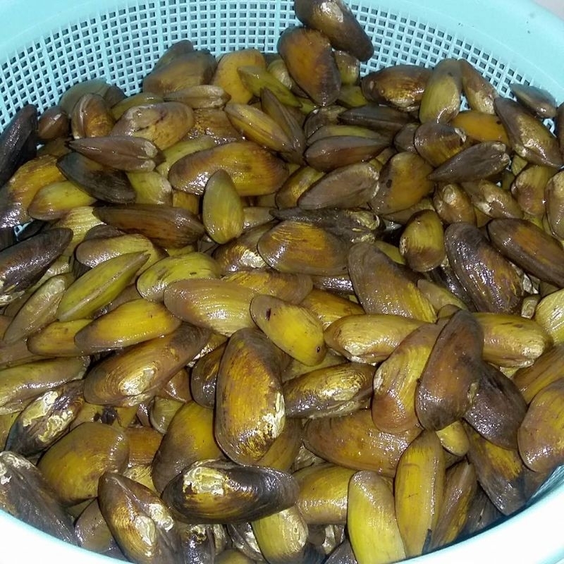 

kijing/kerang sungai matang