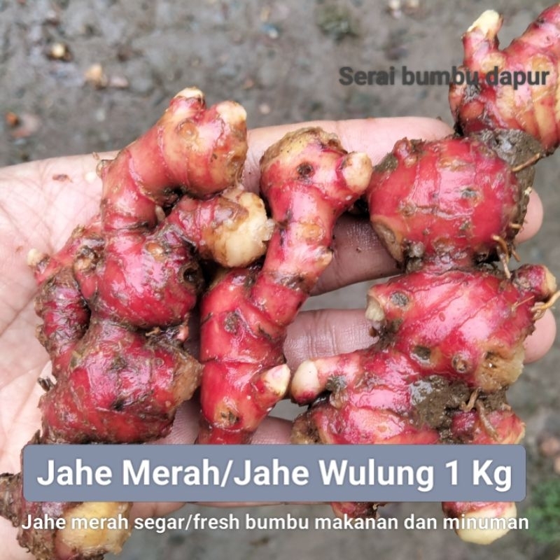 

Jahe Merah/Jahe Wulung Segar 1Kg