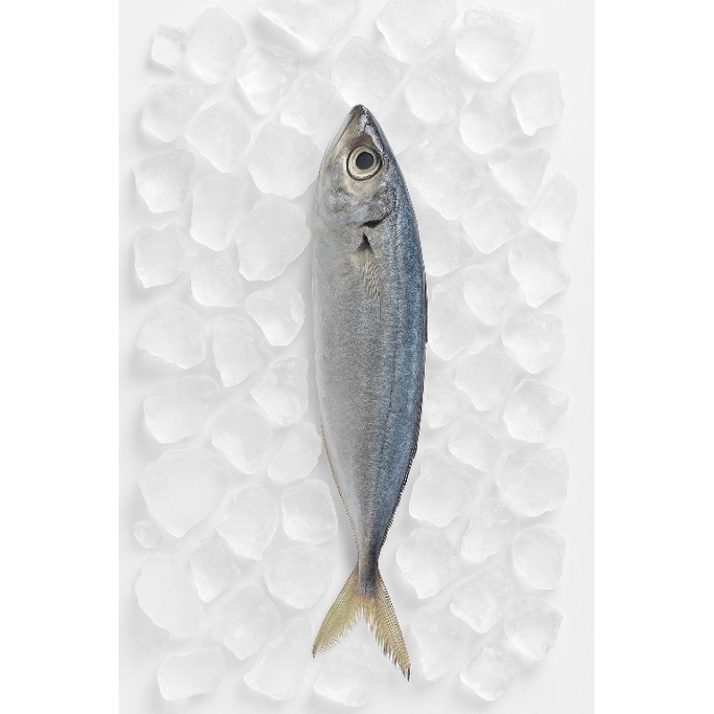 

IKAN LAYANG 500 GR