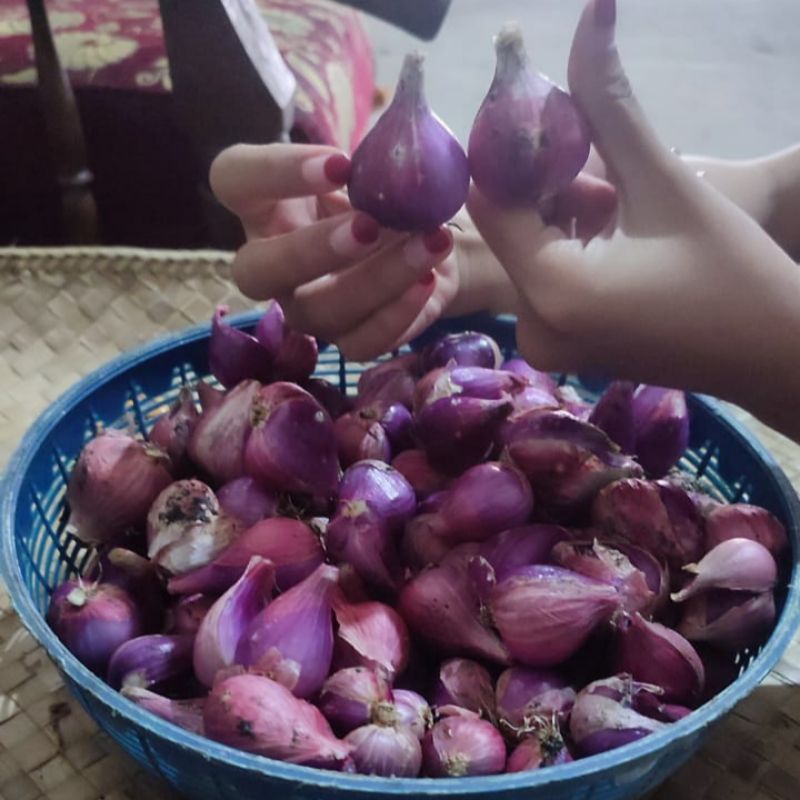 

Bawang merah lokal Nganjuk Fresh