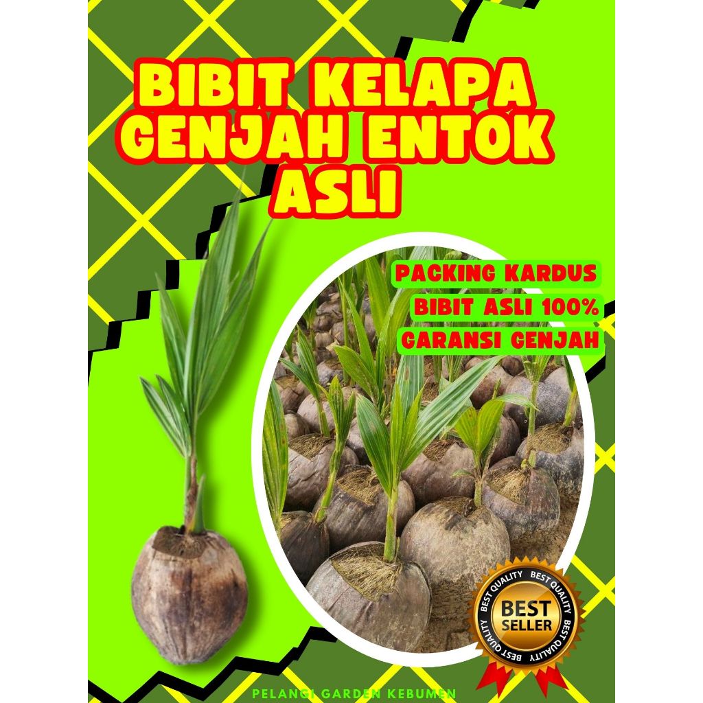 TERBAIK.. Pokok Kelapa Kopyor Asli, Pokok Kelapa Kopyor Bogor, Pokok Kelapa Kopyor Besar