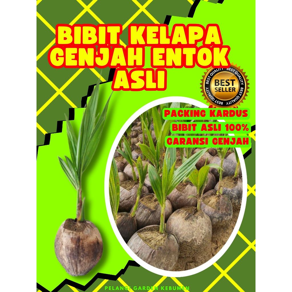 BIBIT UNGGUL.. Pokok Kelapa Kopyor Bogor, Pokok Kelapa Kopyor Besar, Pokok Kelapa Kopyor Genjah
