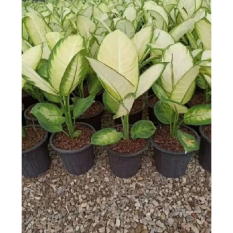 Sri rezeki - tanaman sri rejeki tissu ( BISA COD ) TANAMAN HIAS HIDUP