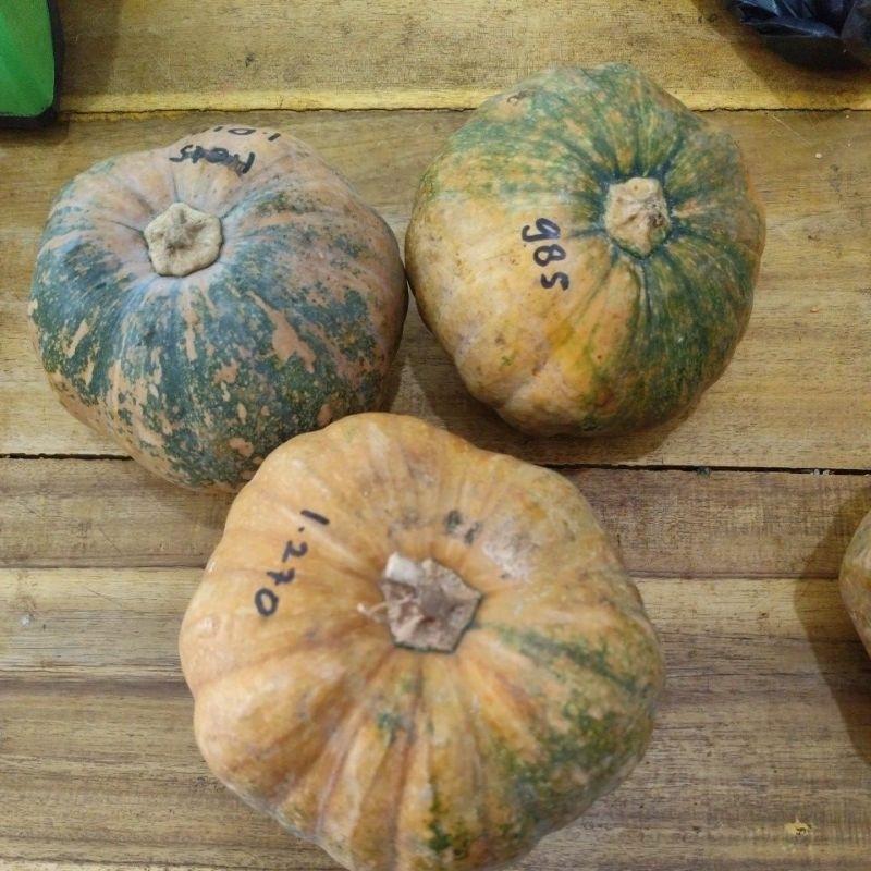 

labu p*rang / pumpkin