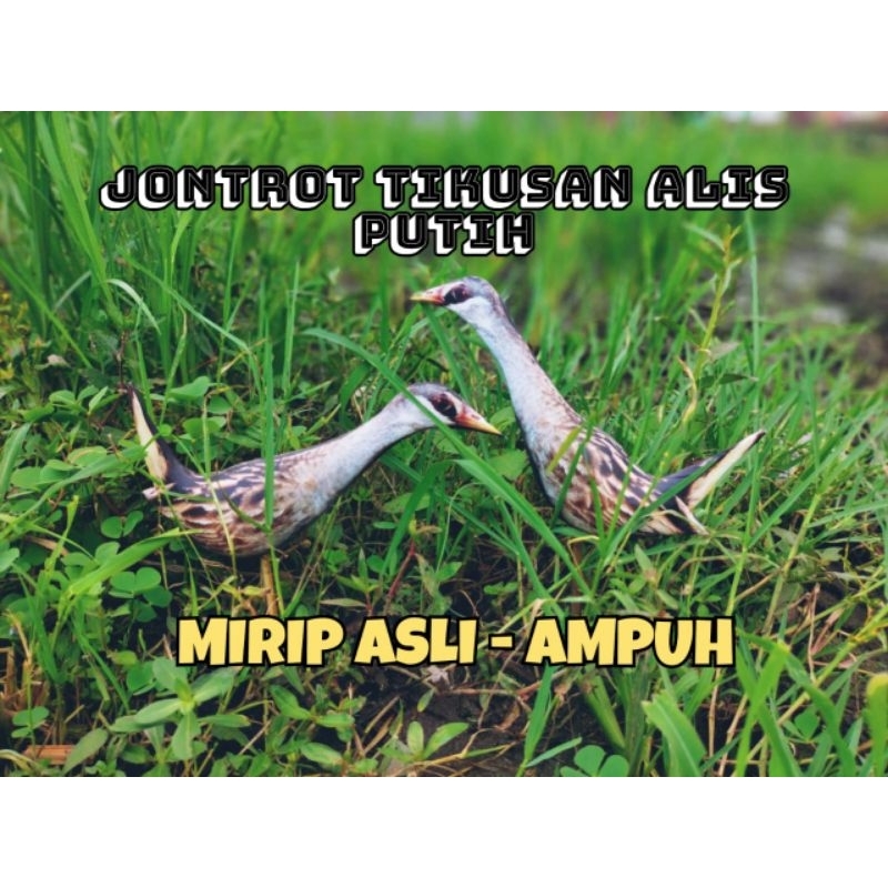 PATUNG JONTROT TIKUSAN ALIS PUTIH - JONTROT BURUNG TIKUSAN